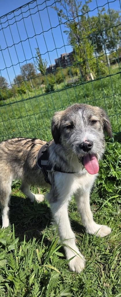 Lieve pup teefje, Dieren en Toebehoren, Particulier, 15 weken tot 1 jaar, Buitenland, Teef