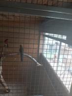 Tekoop 2 wildkleur penanten netjes geringt 100 euro, Dieren en Toebehoren, Meerdere dieren, Parkiet