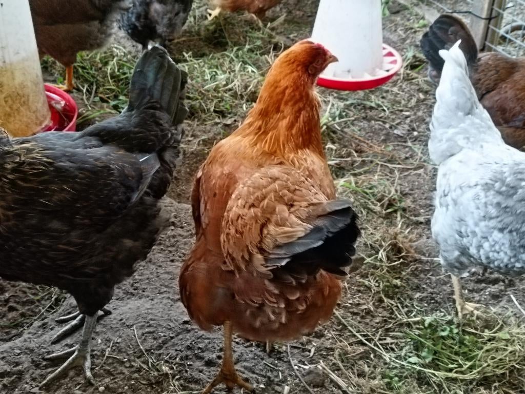 New Hamphire Leghennen, Dieren en Toebehoren, Pluimvee, Vrouwelijk, Kip