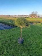 Oostenrijkse den (Pinus nigra nigra) op stam - 80cm, Tuin en Terras, Planten | Bomen, Ophalen of Verzenden, Volle zon, Overige soorten