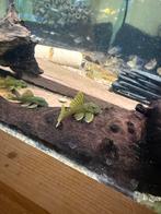 Loricariidae lijst 11-04-2026, Dieren en Toebehoren, Vis, Zoetwatervis