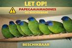 Driekleur papegaaiamadines | nu beschikbaar | De Toekan Apel, Dieren en Toebehoren, Meerdere dieren