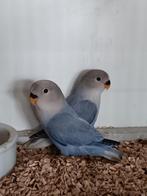 JONGE AGAPORNIS ROSEICOLLIS OM ZELF TAM TE MAKEN, Meerdere dieren, Dwergpapegaai of Agapornis, Geringd