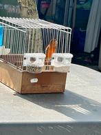 F1 bastaard man 25, Mannelijk, Bastaard