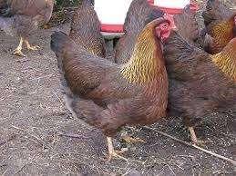 Welsumer kippen., Dieren en Toebehoren, Pluimvee, Vrouwelijk, Kip