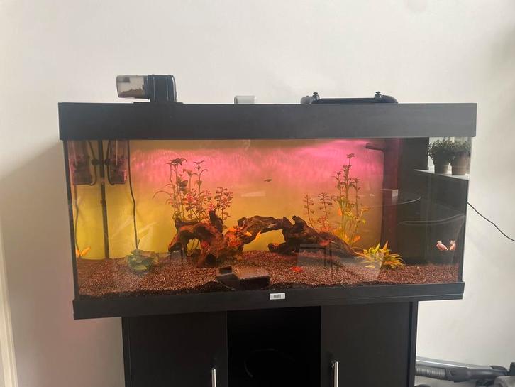 Hele nette Juwel Rio 180!, Dieren en Toebehoren, Vissen | Aquaria en Toebehoren, Zo goed als nieuw, Gevuld zoetwateraquarium, Ophalen