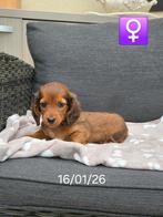 mooie langhaar teckel kaninchen, Dieren en Toebehoren, Honden | Teckels en Dashonden, Kaninchen, Parvo, België, 8 tot 15 weken