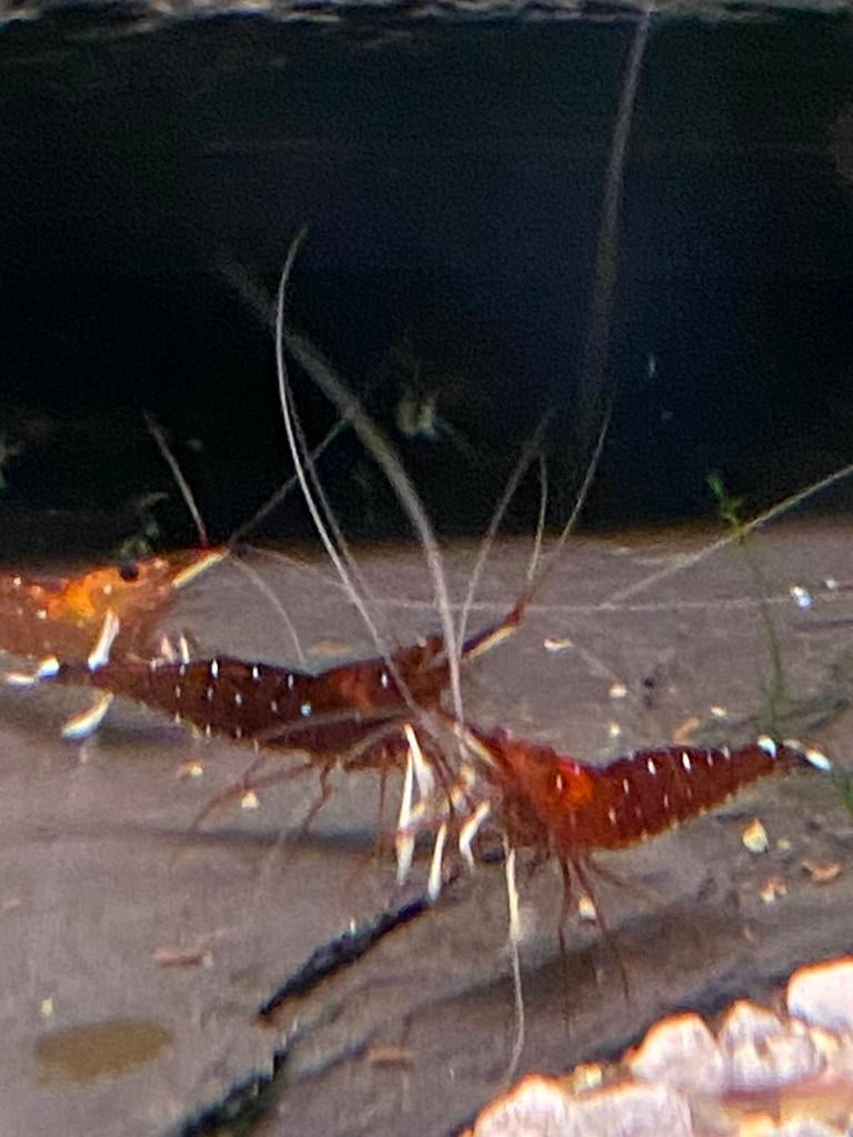 Caradena dennerli ( sulawesigarnalen) te koop, Dieren en Toebehoren, Vissen | Aquariumvissen, Kreeft, Krab of Garnaal
