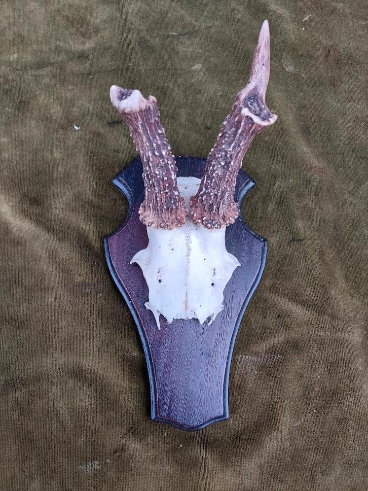 Reebokgewei op houten schild met vergroeide stangen., Verzamelen, Dierenverzamelingen, Gebruikt, Gewei of Kop, Hert, Verzenden