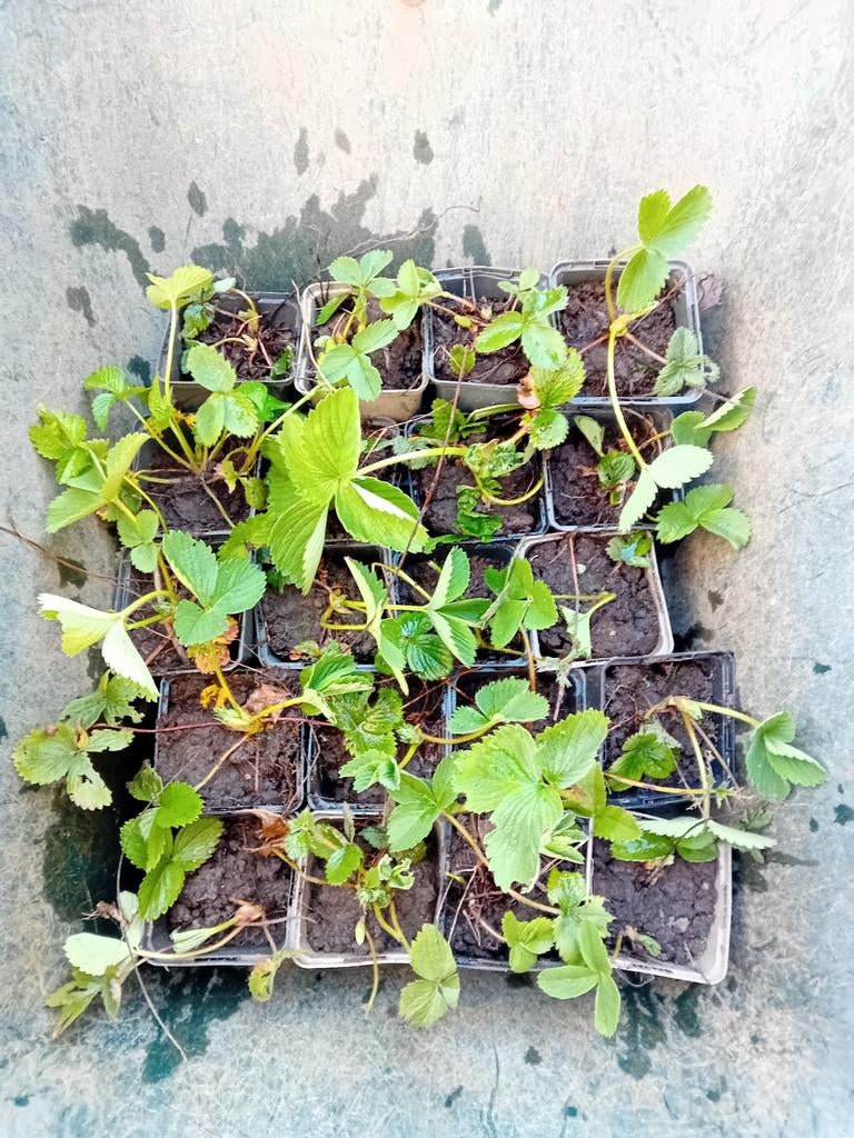 Aardbeien plantjes, Tuin en Terras, Ophalen, Volle zon