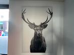 Zwart-wit schilderij van een hert, Ophalen, Zo goed als nieuw, Schilderij, Minder dan 50 cm