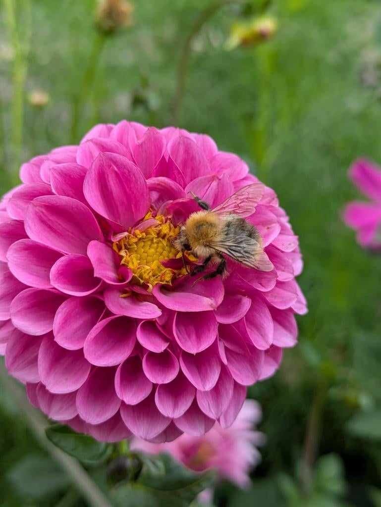 Dahlia knollen, zaailingen: open bloemen, Ophalen, Volle zon, Knol