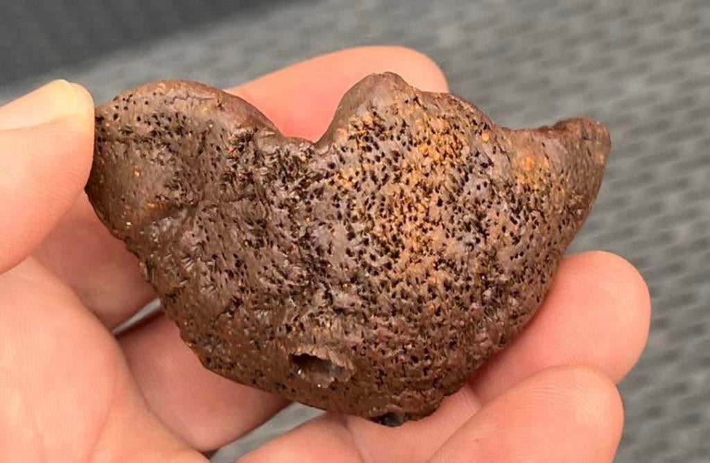 Bonsai pot handgemaakt William Vlaanderen bruin ong. 7,4x5,8, Ophalen of Verzenden, Zo goed als nieuw, Overige vormen, Aardewerk