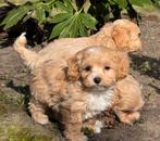 Maltipoo reutjes abricote 1600€, Nederland, Parvo, 8 tot 15 weken, Eén hond