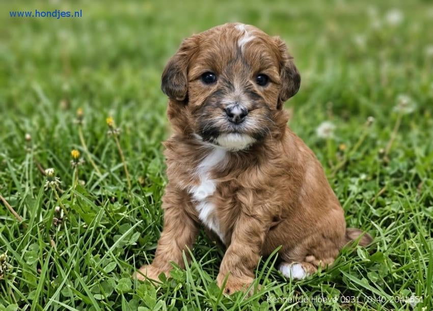 Puppy’s van Kennel de Hoeve Valkenswaard, Dieren en Toebehoren, Honden | Chihuahua's en Gezelschapshonden, Parvo, Nederland, Overige rassen