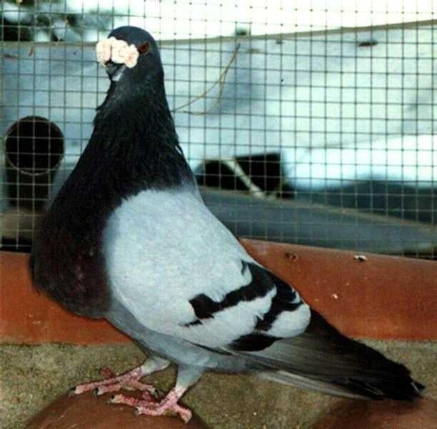 Gezocht gorgueros, Meerdere dieren, Kropper