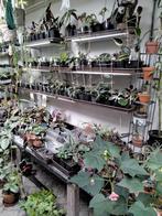 Stekjes ruilen, Ophalen of Verzenden