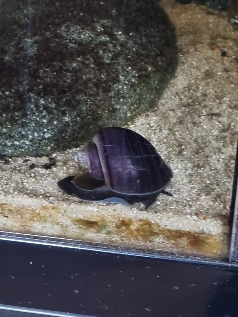 Jonge paarse appelslakken, Dieren en Toebehoren, Vissen | Aquariumvissen, Slak of Weekdier, Zoetwatervis
