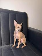 te koop chihuahua pup, Dieren en Toebehoren, Particulier, 15 weken tot 1 jaar, Buitenland, Teef