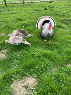 Kalkoenen., Meerdere dieren, Kalkoen