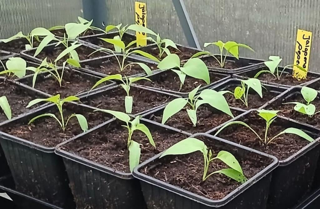 Jalapeno peper , nog 12 stuks beschikbaar, Ophalen, Eenjarig, Groenteplanten, Volle zon
