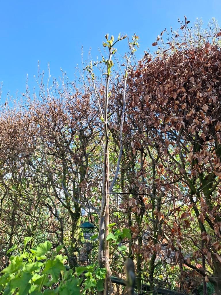 Walnoot boom 3 meter, Tuin en Terras, Planten | Bomen, Ophalen, Volle zon, Overige soorten, 250 tot 400 cm