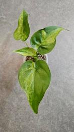 Alocasia Cucullata Aurea/Mint Variegata, Ophalen of Verzenden, Halfschaduw, Minder dan 100 cm