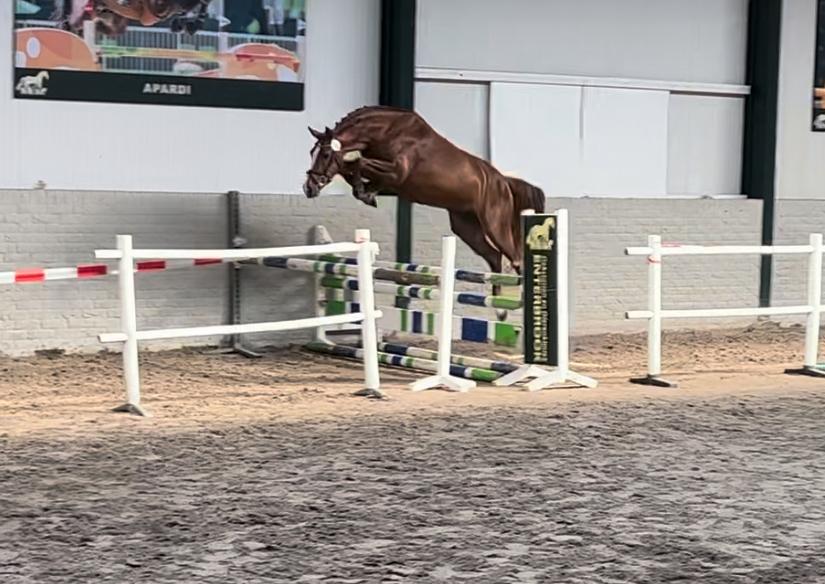 Interessante 7-jarige fokmerrie, Merrie, Springpaard, Met stamboom, Niet van toepassing