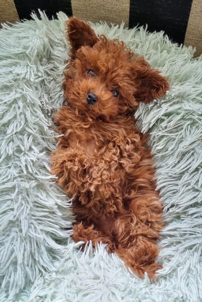 Super lief Toypoedel Teefje pup, Dieren en Toebehoren, Honden | Chihuahua's en Gezelschapshonden, Teef, Poedel, Particulier, Eén hond