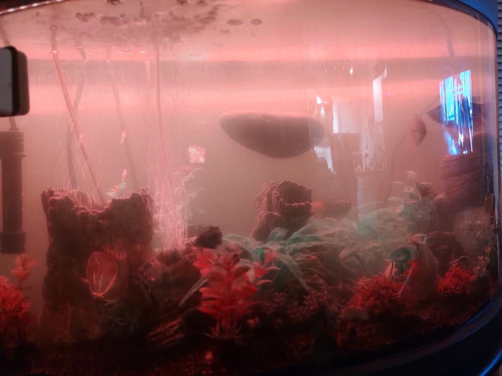 Aquarium 140L T.E.A.B., Ophalen, Gebruikt, Gevuld zoetwateraquarium, Inclusief vissen