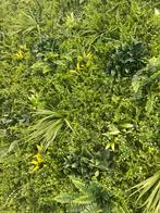 Kunsthagen 28 stuks 50x50 cm, Tuin en Terras, Ophalen, Nieuw, Kunststof, Tuinhek