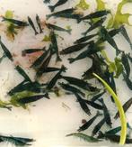 Blauwe neocaradina garnalen, Dieren en Toebehoren, Kreeft, Krab of Garnaal