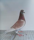 Postduif kleurpostduif kleurpostduiven, Dieren en Toebehoren, Mannelijk, Postduif