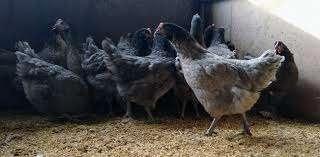 Australorp kippen., Dieren en Toebehoren, Pluimvee, Kip, Vrouwelijk