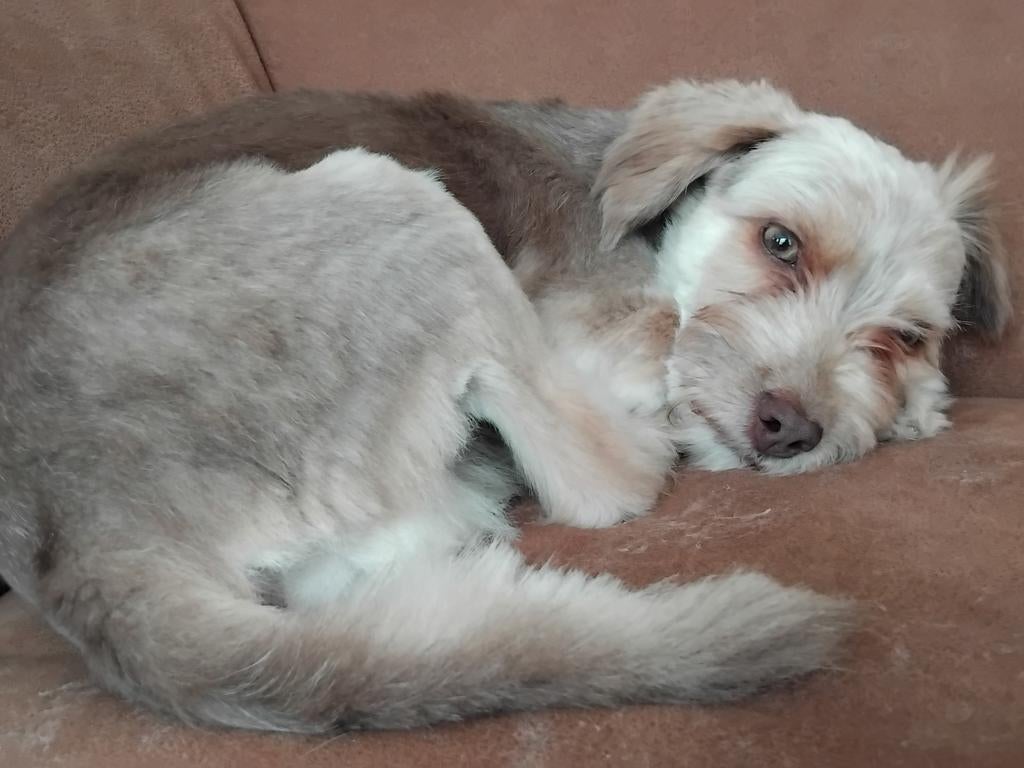 Spoed: Buitenlandse hond zoekt nieuw baasje zonder kinderen, Dieren en Toebehoren, Yorkshire Terriër, Particulier, Reu, Buitenland