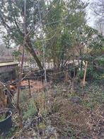 Kersenboom, Overige soorten, 100 tot 250 cm, Ophalen, Volle zon