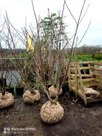 Meerstammig struiken Sierkers Prunus ser shirotea 200-250cm, Tuin en Terras, Volle zon, 100 tot 250 cm, Zomer, Overige soorten