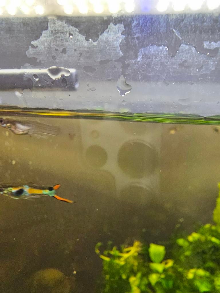 Javamos en guppen, Dieren en Toebehoren, Ophalen