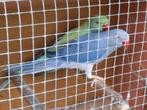 halsbanden opaline en bleekstaart 2025, Dieren en Toebehoren, Vogels | Parkieten en Papegaaien, Meerdere dieren, Parkiet, Geringd