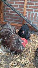 Gratis mooie jonge Cochin kriel haan, Dieren en Toebehoren, Mannelijk, Kip