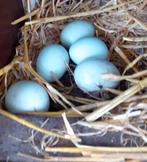 Broedeieren Araucana groen/bl 10 v €7.50, Dieren en Toebehoren, Geslacht onbekend, Kip