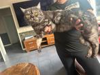 Britse kort haar kater, Dieren en Toebehoren, Katten en Kittens | Overige Katten, Kater, Kortharig, 0 tot 2 jaar