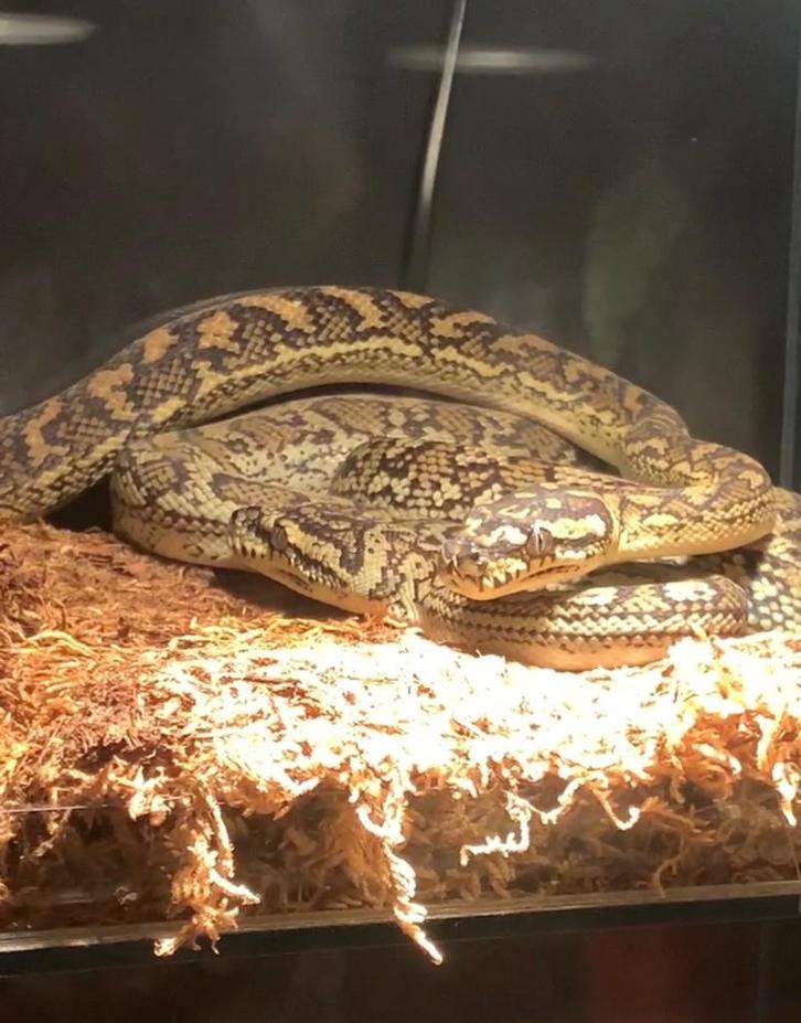 Tapijt Pythons, Dieren en Toebehoren, Reptielen en Amfibieën, Slang, 3 tot 6 jaar