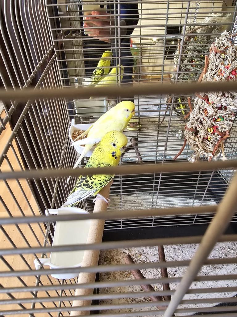 Mooie Kopel parkieten met kooi, Meerdere dieren, Parkiet