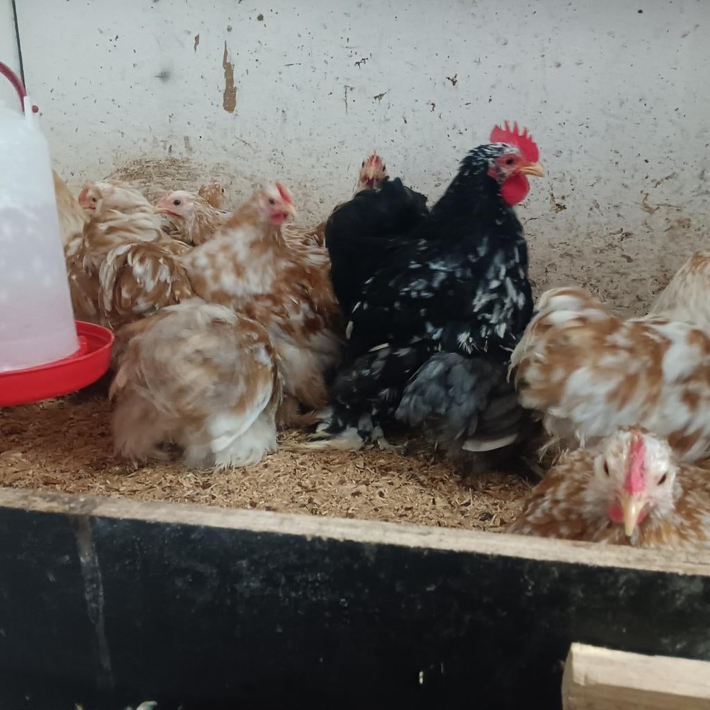 Cochin kriel hanen, Dieren en Toebehoren, Pluimvee, Mannelijk, Kip
