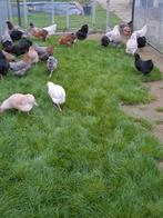 Araucana's in allerlei kleuren, Dieren en Toebehoren, Vrouwelijk, Kip