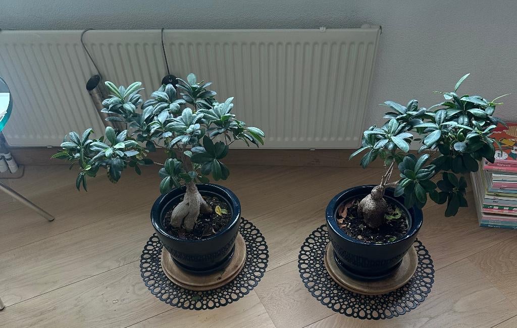 2 mooie kamer planten, Huis en Inrichting, Kamerplanten, Ophalen, Overige soorten, Halfschaduw, Minder dan 100 cm