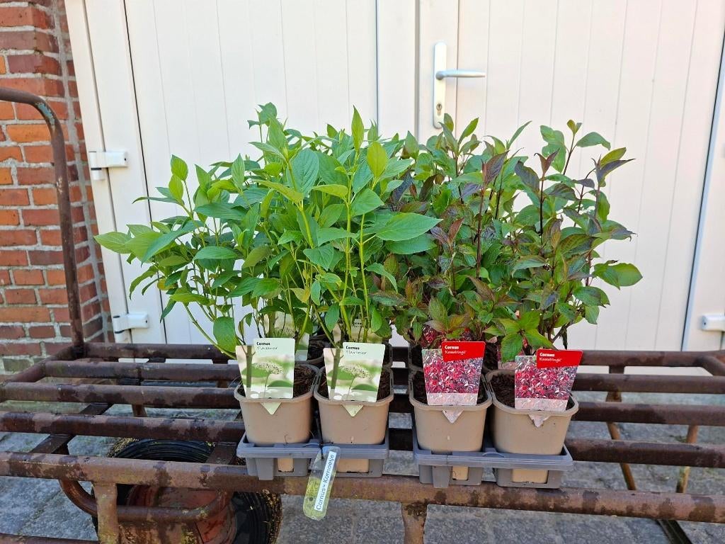 Mooie vertakte Cornus/ Kornoelje in pot!, Ophalen, Overige soorten, 100 tot 250 cm