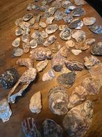 Heelveel Oesterschelpen, Verzamelen, Mineralen en Fossielen, Ophalen of Verzenden, Schelp(en)