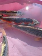 Koikarper / goudvissen